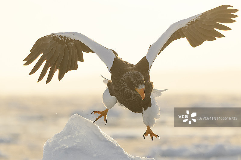 斯特勒在日本北海道的乌乌斯的海鹰(haliaetus pelagicus)图片素材