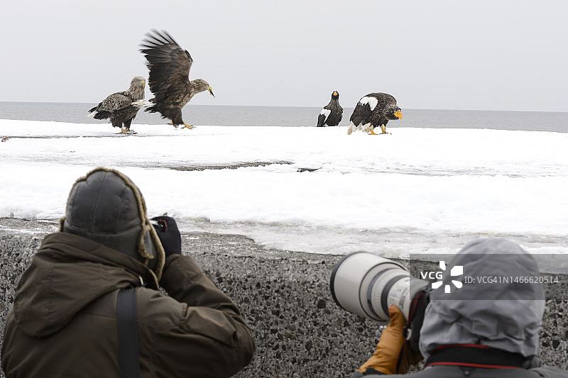 斯特勒在日本北海道的乌乌斯的海鹰(haliaetus pelagicus)图片素材