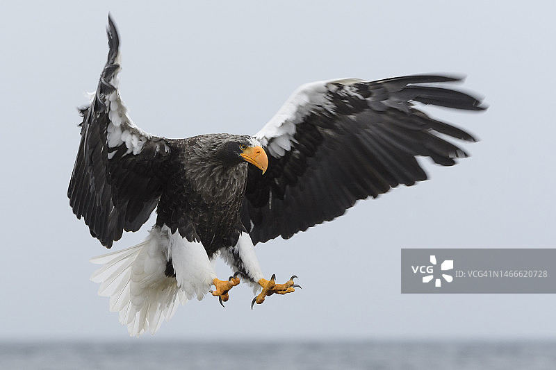 斯特勒在日本北海道的乌乌斯的海鹰(haliaetus pelagicus)图片素材