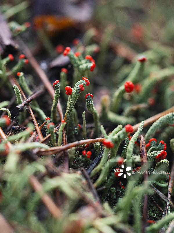 绿色苔藓状地衣Cladonia的茎图片素材