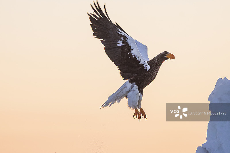 斯特勒在日本北海道的乌乌斯的海鹰(haliaetus pelagicus)图片素材