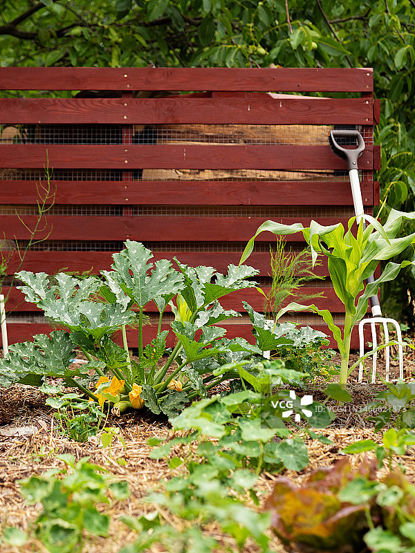 菜园景观：西葫芦和玉米图片素材