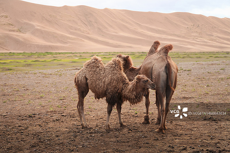 站在沙丘上的双峰骆驼图片素材