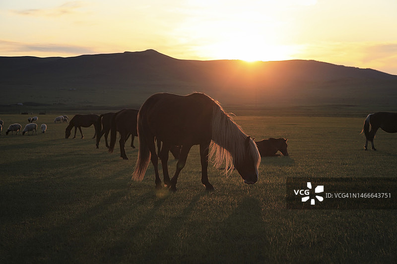 草原上吃草的马群图片素材
