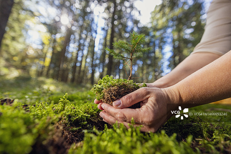 成年女性在森林里种植小树，用双手捧着树根图片素材