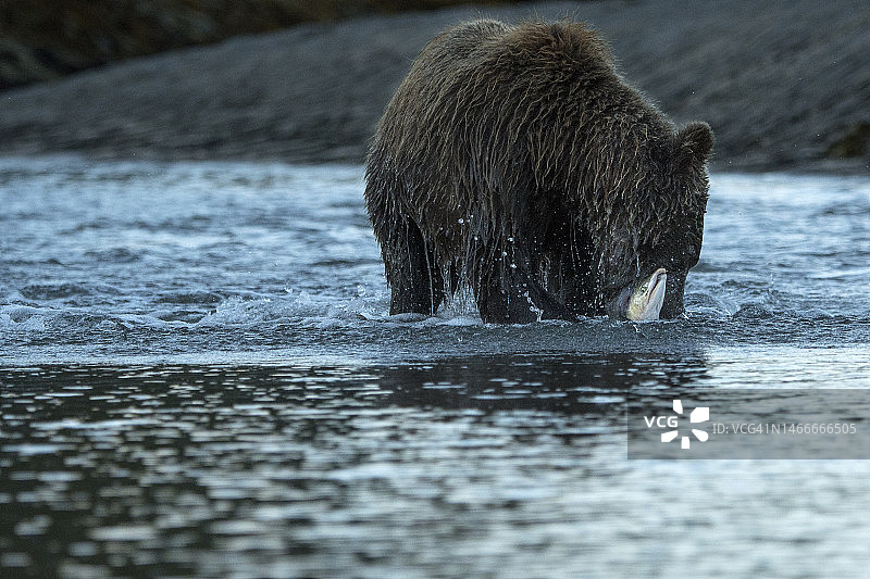 阿拉斯加卡特迈国家公园棕熊捕鲑鱼图片素材
