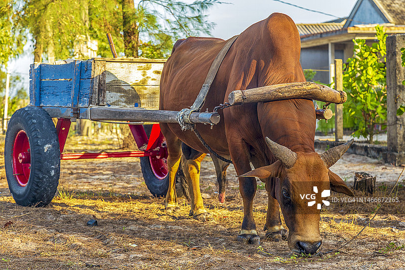 承天顺化省（越南）用于耕作的牛图片素材