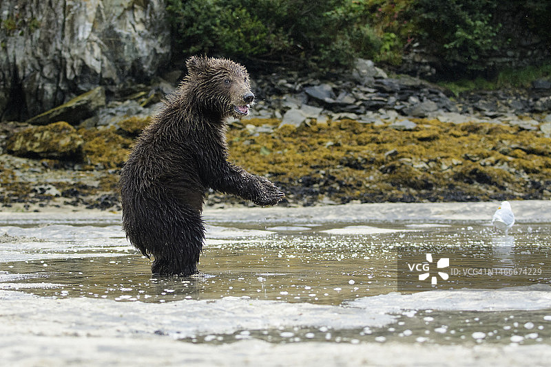 阿拉斯加卡特迈国家公园棕熊捕鲑鱼图片素材