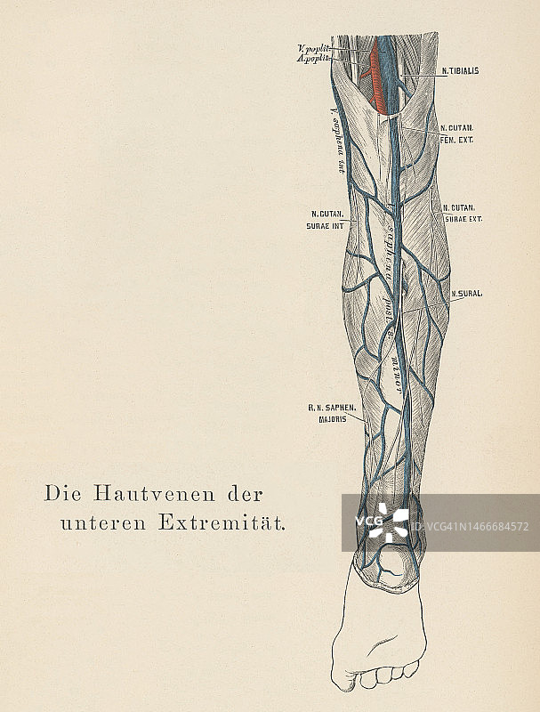 老式彩色石印插图：人体循环系统——下肢静脉引流图片素材