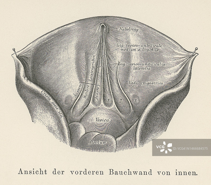腹前壁下半部外侧脐褶古老雕刻插图图片素材