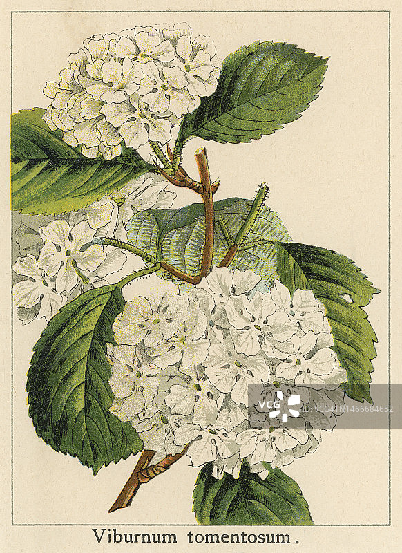 荚蒾古老的彩色石印插图图片素材