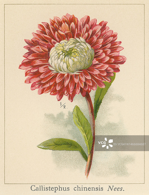 植物学旧彩色石印插图：中国紫菀图片素材