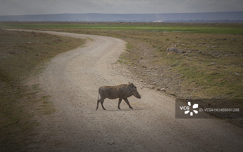 疣猪穿过马路图片素材