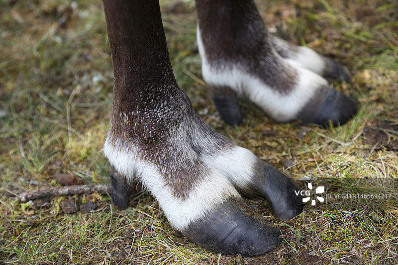 驯鹿的脚图片素材