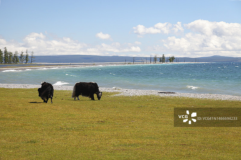 草地上吃草的牦牛图片素材