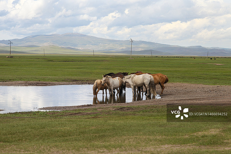 马饮水图片素材