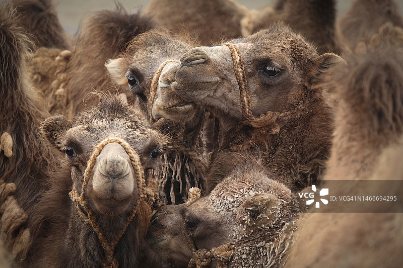 双峰骆驼特写图片素材