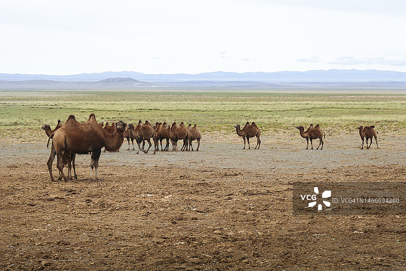 沙漠中的骆驼群图片素材
