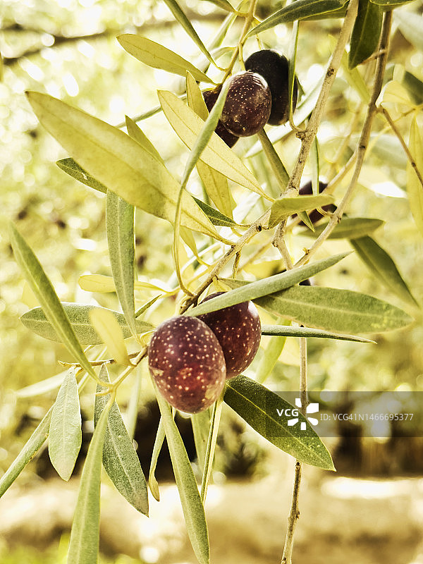 橄榄园中树上成熟的橄榄特写图片素材