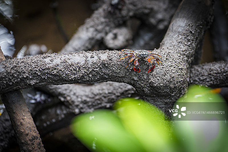 五彩淡水蟹，坦桑尼亚桑给巴尔图片素材