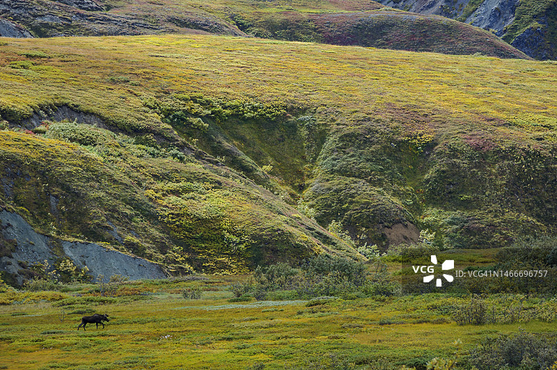 阿拉斯加德纳里国家公园的驼鹿图片素材