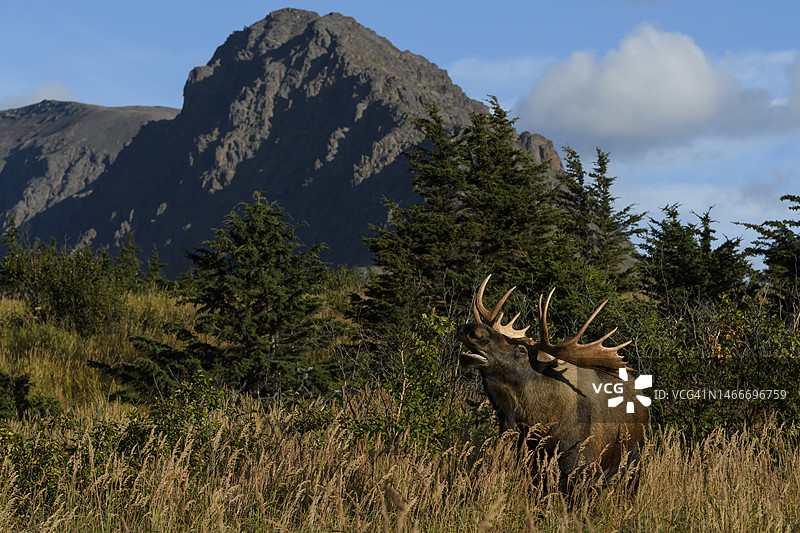 阿拉斯加楚加奇州立公园的驼鹿图片素材