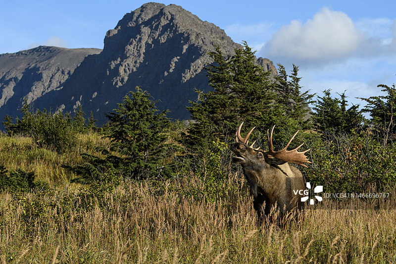 阿拉斯加楚加奇州立公园的驼鹿图片素材