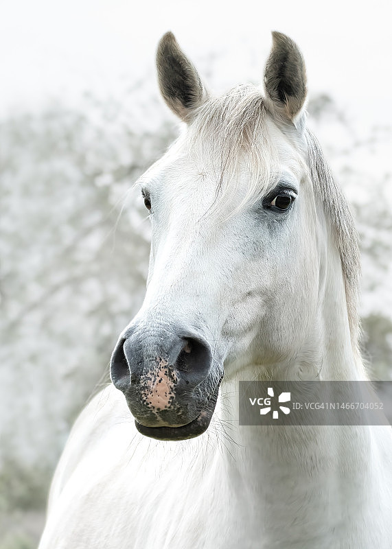 德国白马肖像图片素材