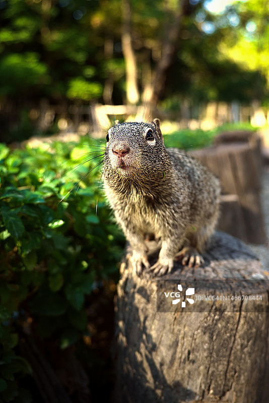 萨波潘 Colomos 森林里的松鼠图片素材