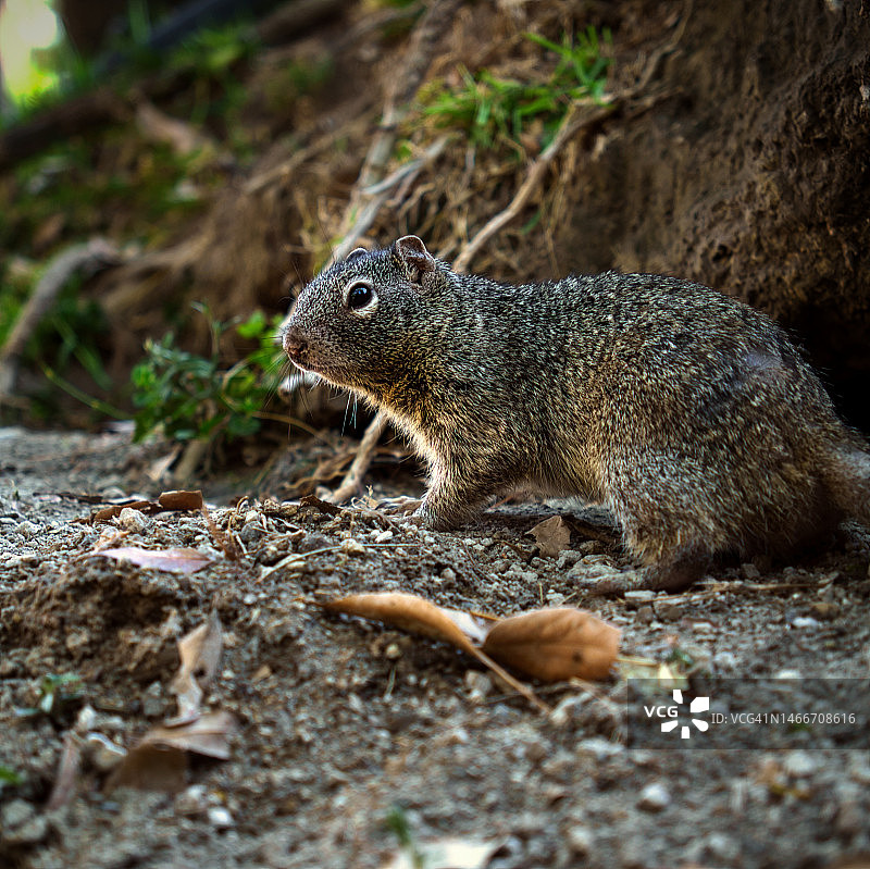 萨波潘科洛莫斯森林里的松鼠4图片素材