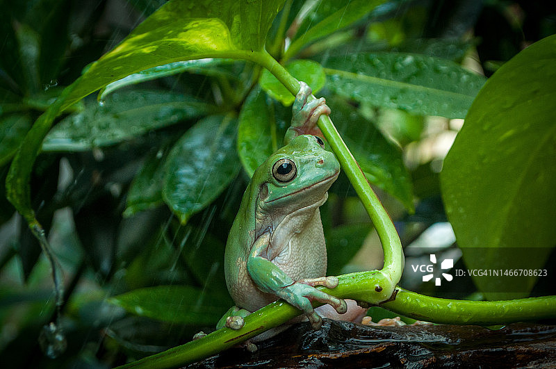 印度尼西亚植物上的树蛙特写图片素材