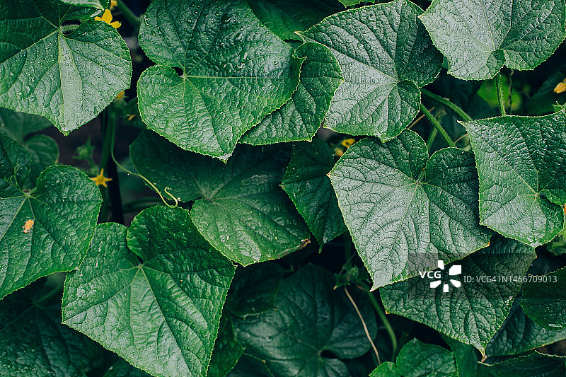 雨后的黄瓜叶，绿色纹理背景，哈萨克斯坦图片素材