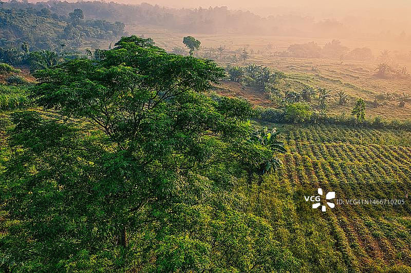 印度尼西亚西爪哇的田野树木高角度景观图片素材