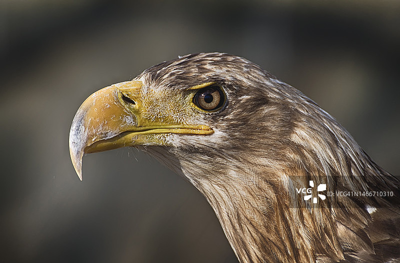 秃鹰特写图片素材