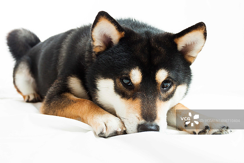 躺在床上的柴犬特写肖像，中国香港图片素材
