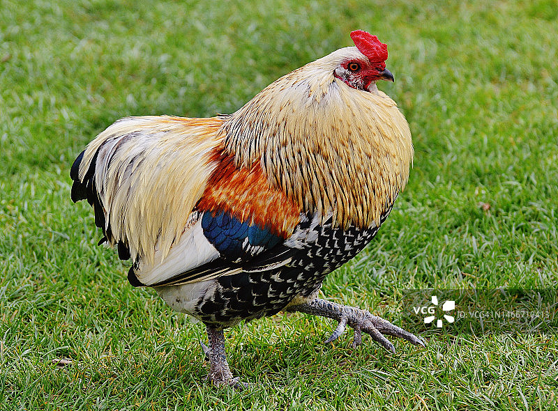 公鸡在场上的特写镜头图片素材