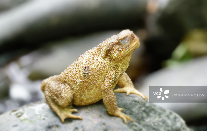 法国：岩石上蜥蜴的特写图片素材