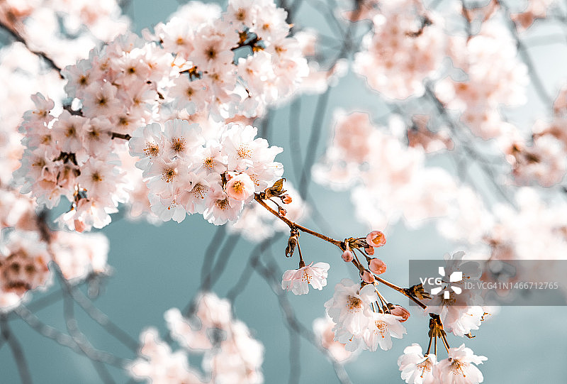 芬兰春天樱花特写图片素材