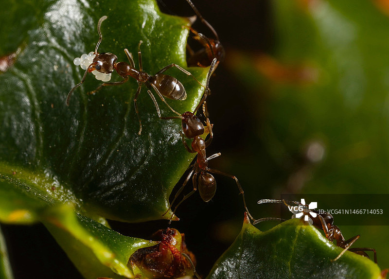 湿植物特写，美国麦克拉伦公园图片素材