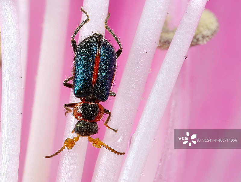 美国麦克拉伦公园粉色花朵上的昆虫特写图片素材