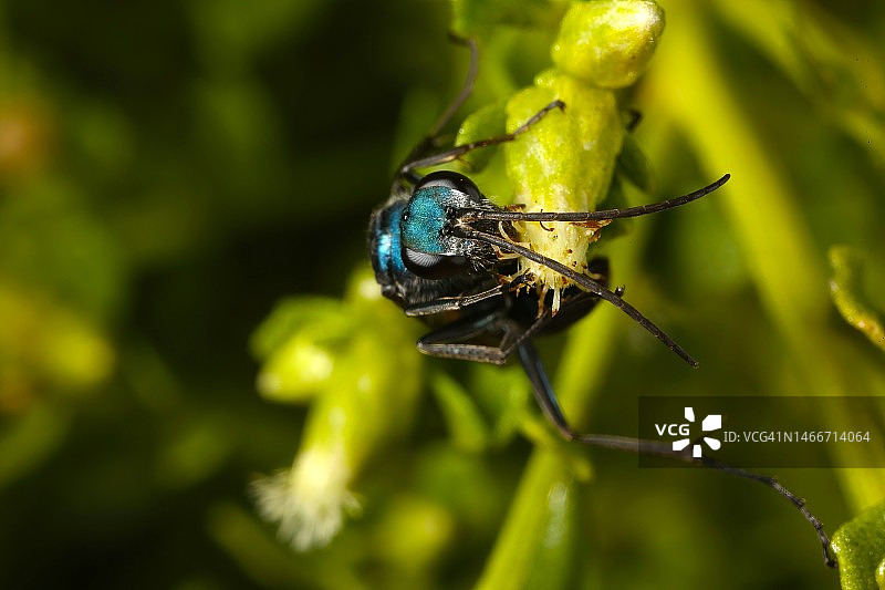 植物上的昆虫特写，美国麦克拉伦公园图片素材