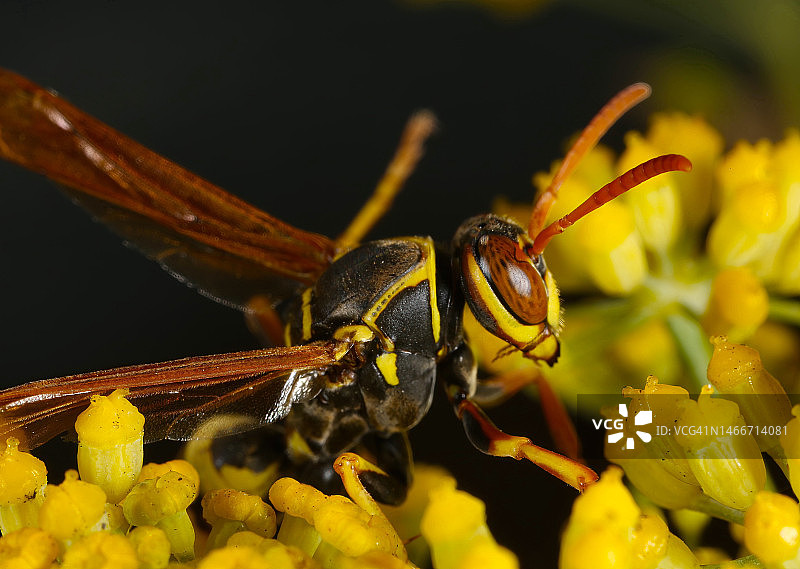 美国麦克拉伦公园：黄色花朵上昆虫的特写图片素材