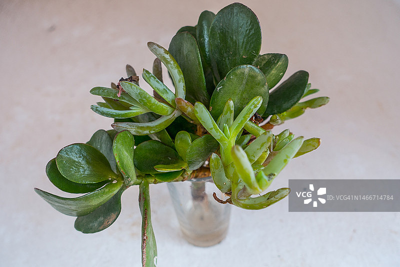 玻璃罐中的多肉植物插条，兰萨罗特岛，加那利群岛图片素材