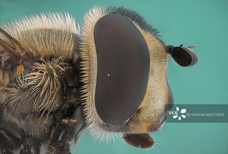 保加利亚比亚拉植物上的昆虫特写图片素材