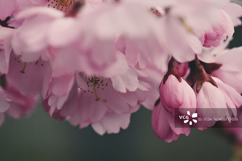 粉色樱花特写，德国图片素材