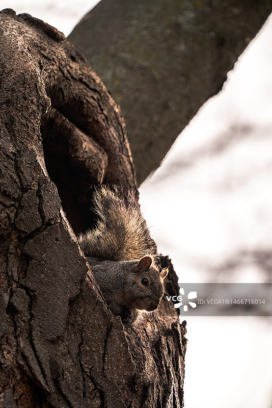 可爱的小灰松鼠从大树洞里探出头和尾巴，美国伊利诺伊州芝加哥图片素材