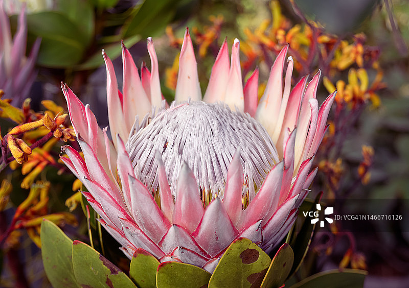 粉色植物特写，俄罗斯图片素材