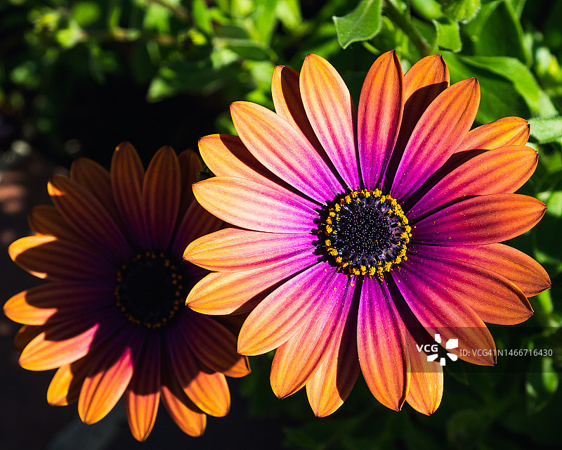 橙色花朵的特写，美国加利福尼亚州纽波特比奇图片素材