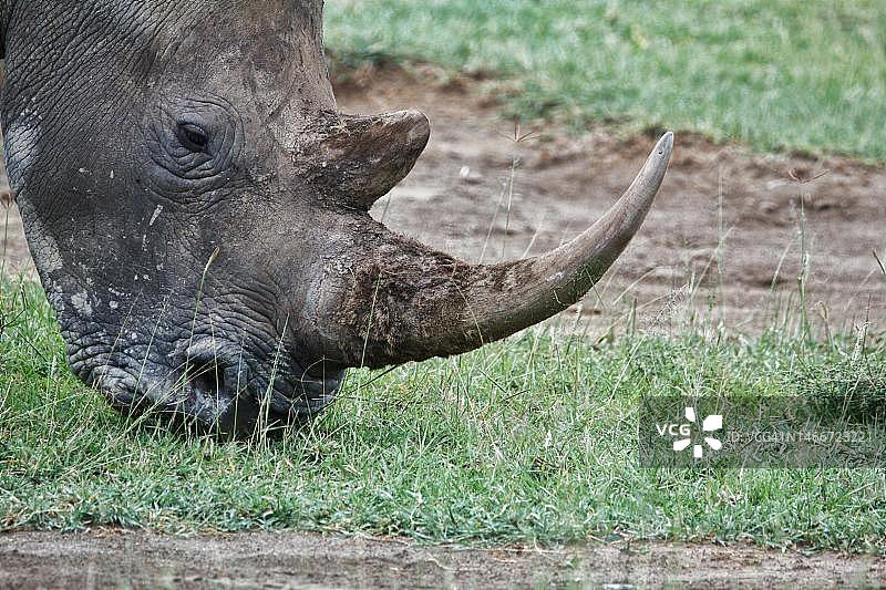 印度尼西亚绿色草坪上的Badak Bercula 1图片素材