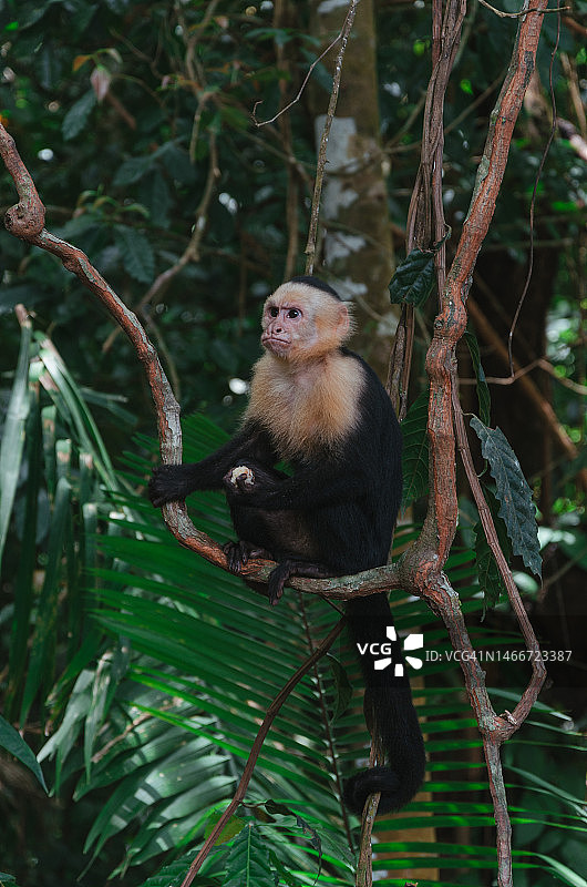 树上白面卷尾猴的仰视角度，公园小径，哥斯达黎加图片素材